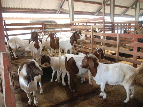 harga kambing boerawa