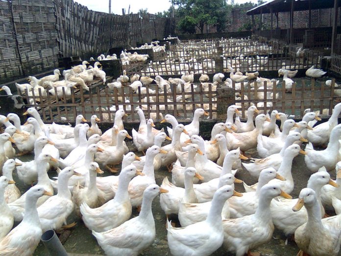 ternak bebek peking