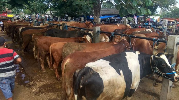 Harga Jual Sapi