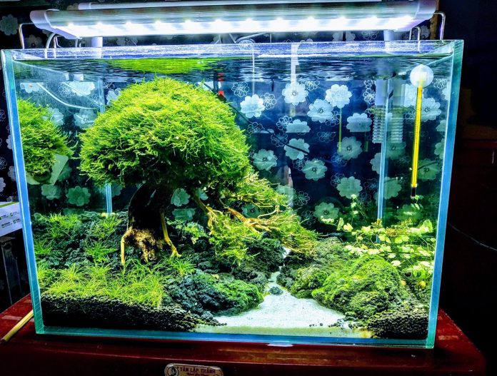 Bisnis Aquascape