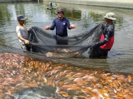 Bisnis Budidaya Ikan Nila