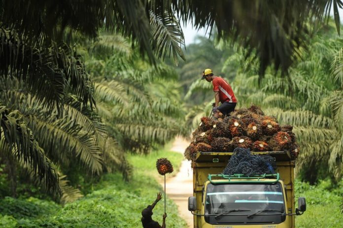 Industri Kelapa Sawit: Kontribusi Berkelanjutan dalam Perekonomian Indonesia Industri Kelapa Sawit