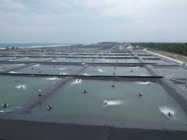 Optimalkan Produktivitas: KKP Rancang Modeling untuk Komoditas Unggulan dalam Perikanan Budidaya