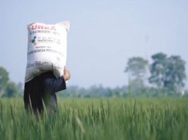 Mencegah Kelangkaan Pupuk, Kementan Imbau Petani Segera Manfaatkan Pupuk Subsidi