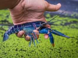 Budidaya Lobster, Bisnis dengan Potensi Cuan Tinggi yang Wajib Dicoba!