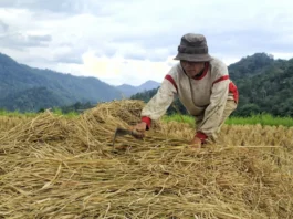 Luas Panen Padi Meningkat Tajam, Produksi Beras 2025 Siap Pecahkan Rekor