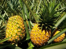Potensi Besar! Daun Nanas Indonesia Jadi Komoditas Baru Industri Ramah Lingkungan