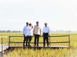 3,5 Juta Ton! Stok Cadangan Beras Nasional Cetak Rekor dalam 57 Tahun