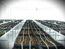 Perkuat Ketahanan Pangan, Pemerintah Gandeng Industri Besar dan Petani Lokal