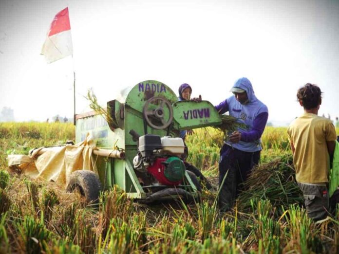 Menuju Kemarau, Beras Produksi Dalam Negeri Jadi Kunci Ketahanan Pangan