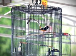 Burung Kicau Jadi Ladang Ekonomi Baru, Nilainya Capai Rp2 Triliun