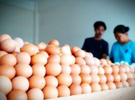 Harga Telur di Tingkat Peternak Turun Beruntun, Bapanas Dorong Penyerapan Lewat Program MBG
