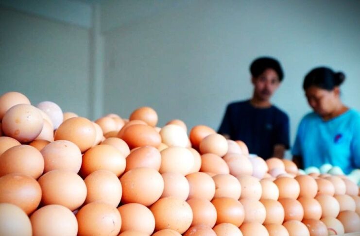 Harga Telur di Tingkat Peternak Turun Beruntun, Bapanas Dorong Penyerapan Lewat Program MBG