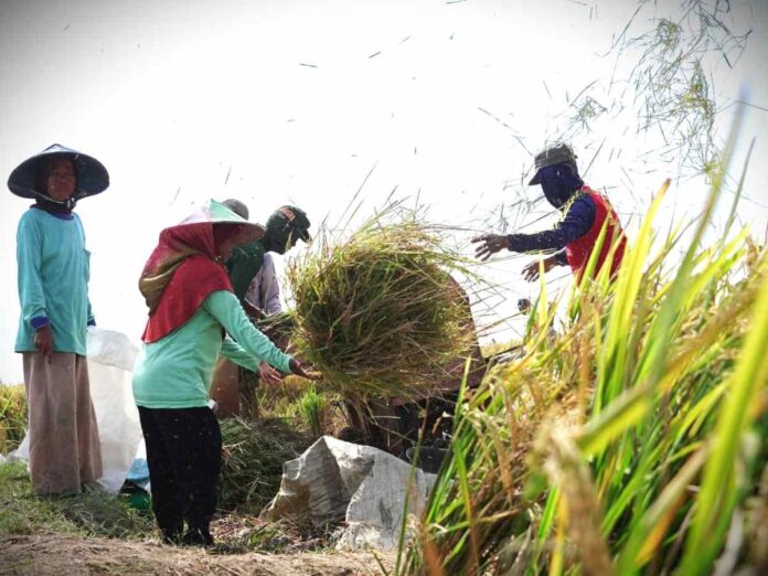 El Nino Mengancam, Jurus Pemerintah Kendalikan Harga Beras Mulai Digeber